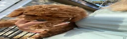 Mini Goldendoodle dogs for sale: Jax  - Ad 3
