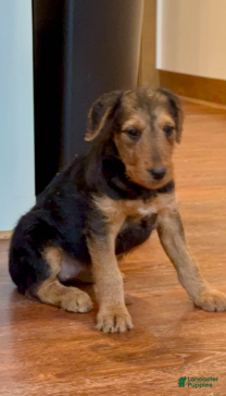 Airedale Terrier dogs Airedale Terrier Puppy 2 - Ad 1