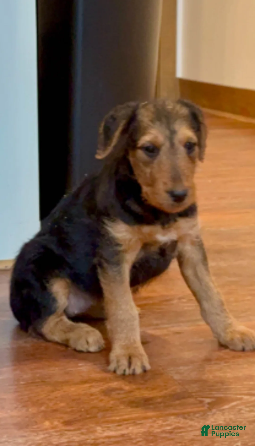 Airedale Terrier dogs for sale: Airedale Terrier Puppy 2 - Ad 1