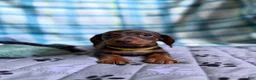 Miniature Dachshund dogs for sale: Smooth Coat Dachshund Male Puppy chocolate and tan - Ad 10