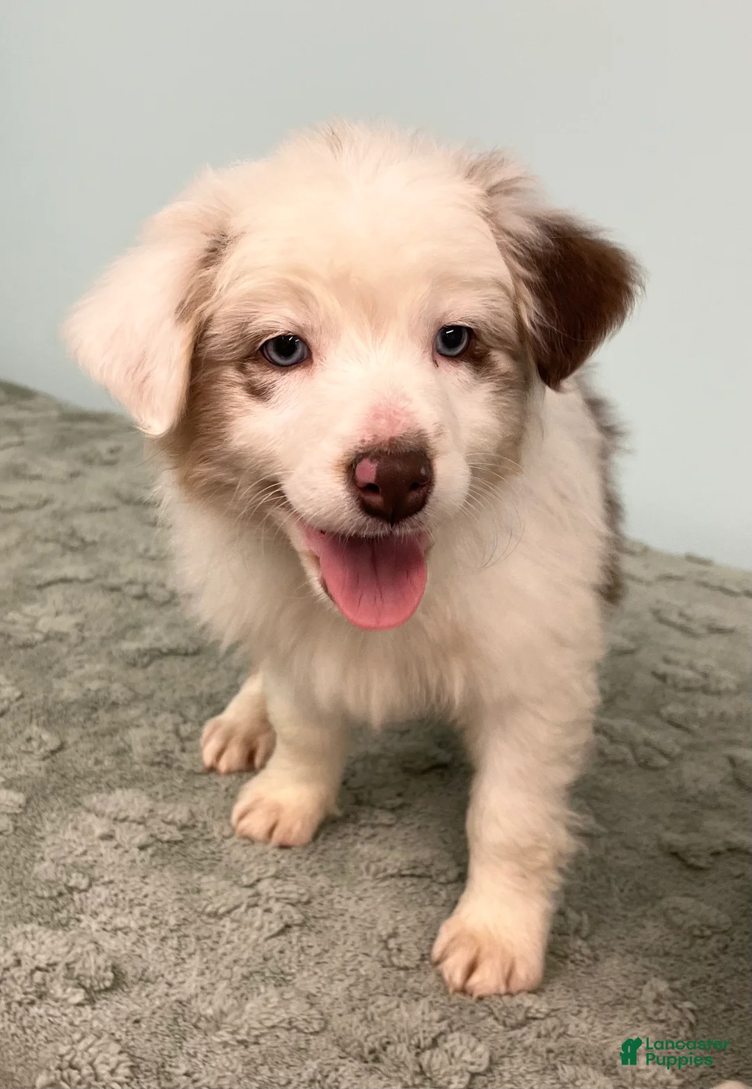 Australian Shepherd dogs for sale: Connie  - Ad 7