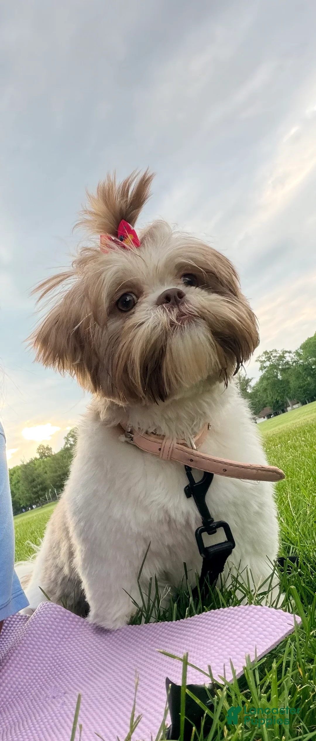 Shih Tzu dogs for sale: Ivory - Ad 1