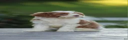 Cavapoo dogs for sale: Barbie - Ad 4