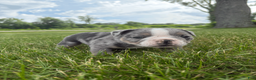 Mixed Breed dogs for sale: Rocky - Ad 4