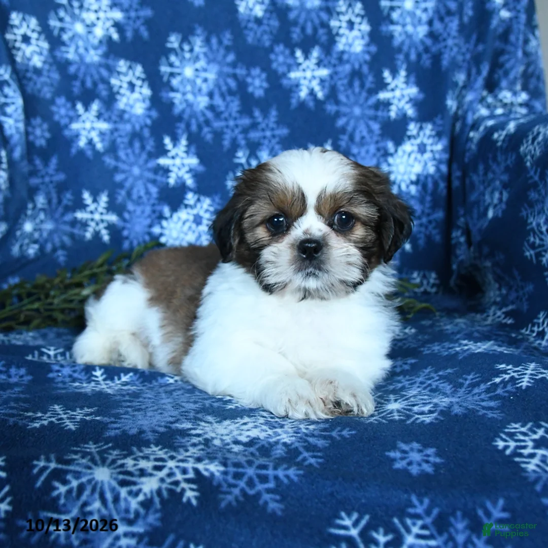 Shih Tzu dogs for sale: Kevin - Ad 1