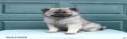 Keeshond dogs for sale: Sailor - Ad 1