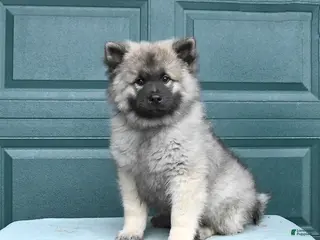 Keeshond dogs for sale: Sailor - Ad 1