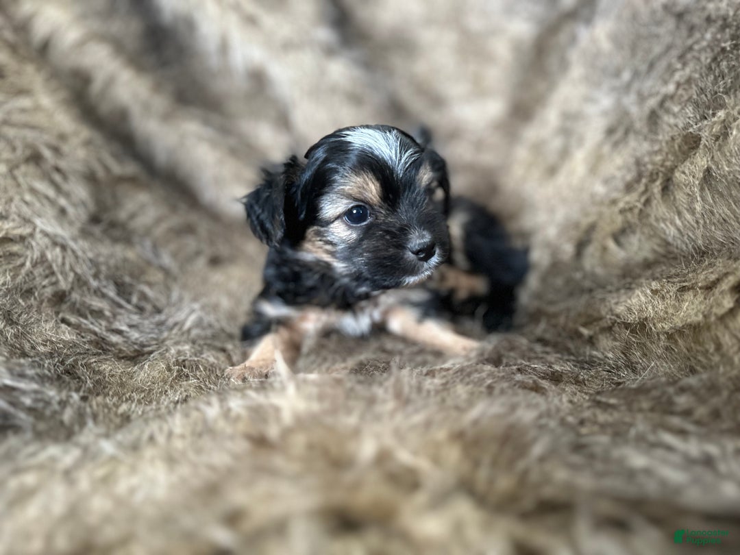 Shorkie dogs for sale: Isabel - Ad 3