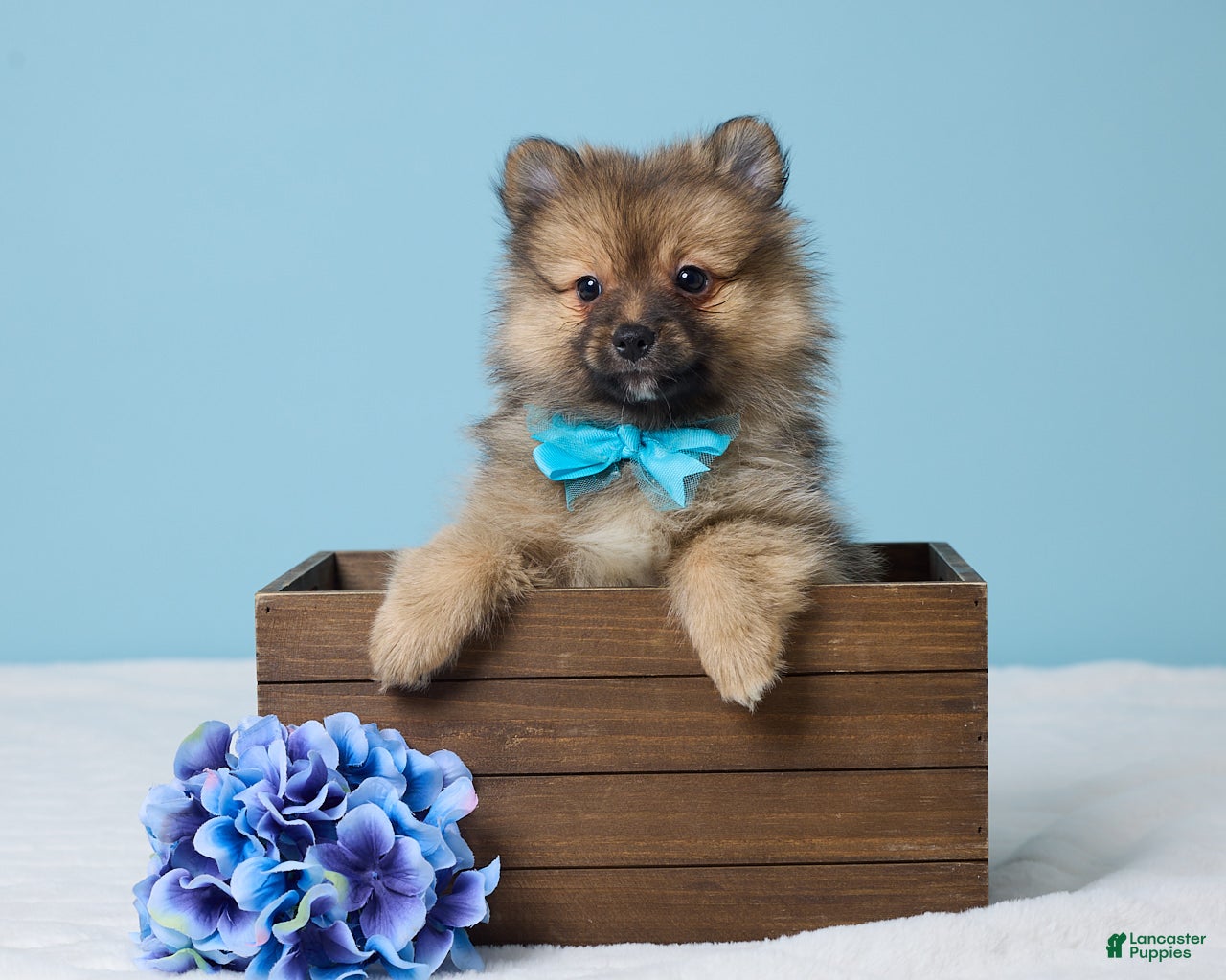Pomeranian dogs Frankie - Ad 1