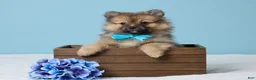 Pomeranian dogs for sale: Frankie - Ad 1