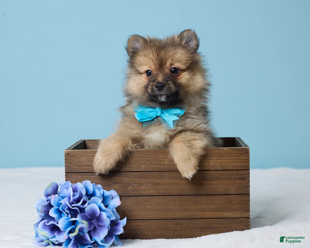 Pomeranian dogs for sale: Frankie - Ad 1