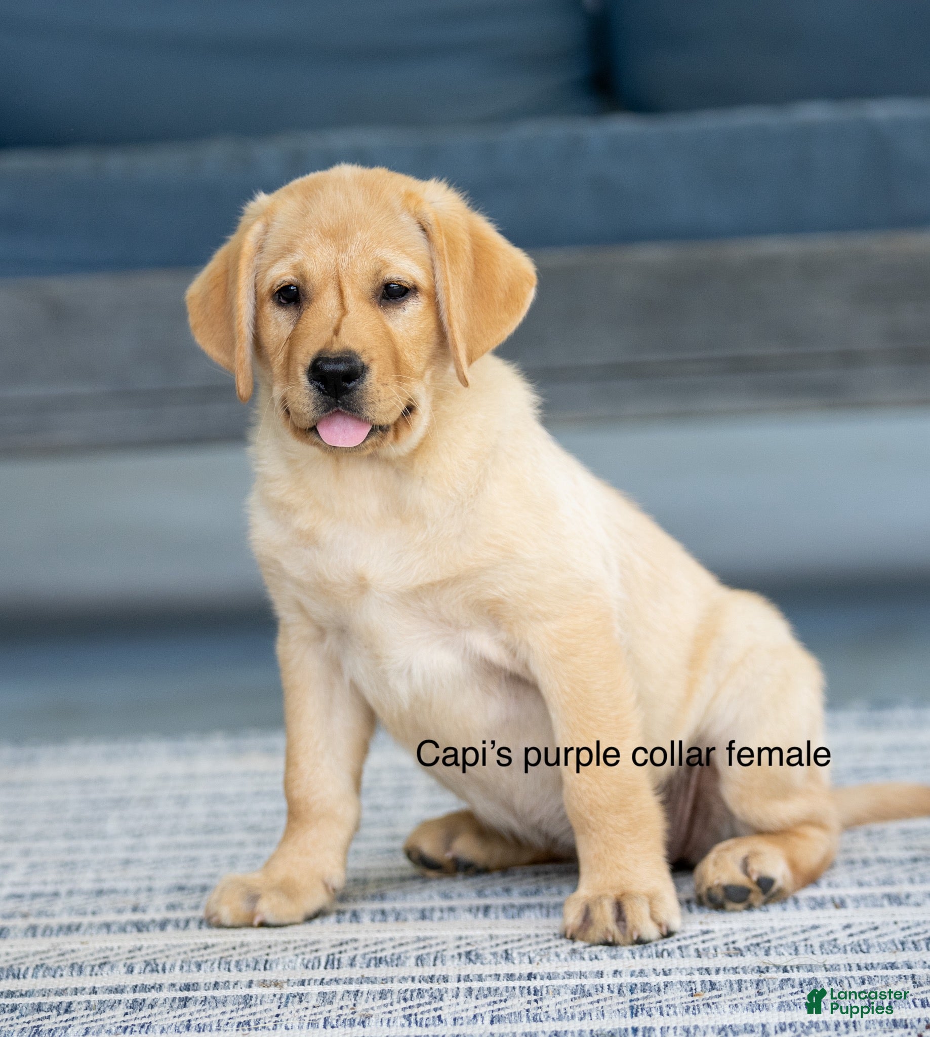 Labrador Retriever dogs for sale: Purple Collar female  - Ad 4