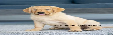 Purple Collar female 