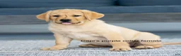 Labrador Retriever dogs for sale: Purple Collar female  - Ad 1