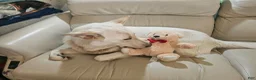 Mixed Breed dogs for sale: Panda - Ad 5