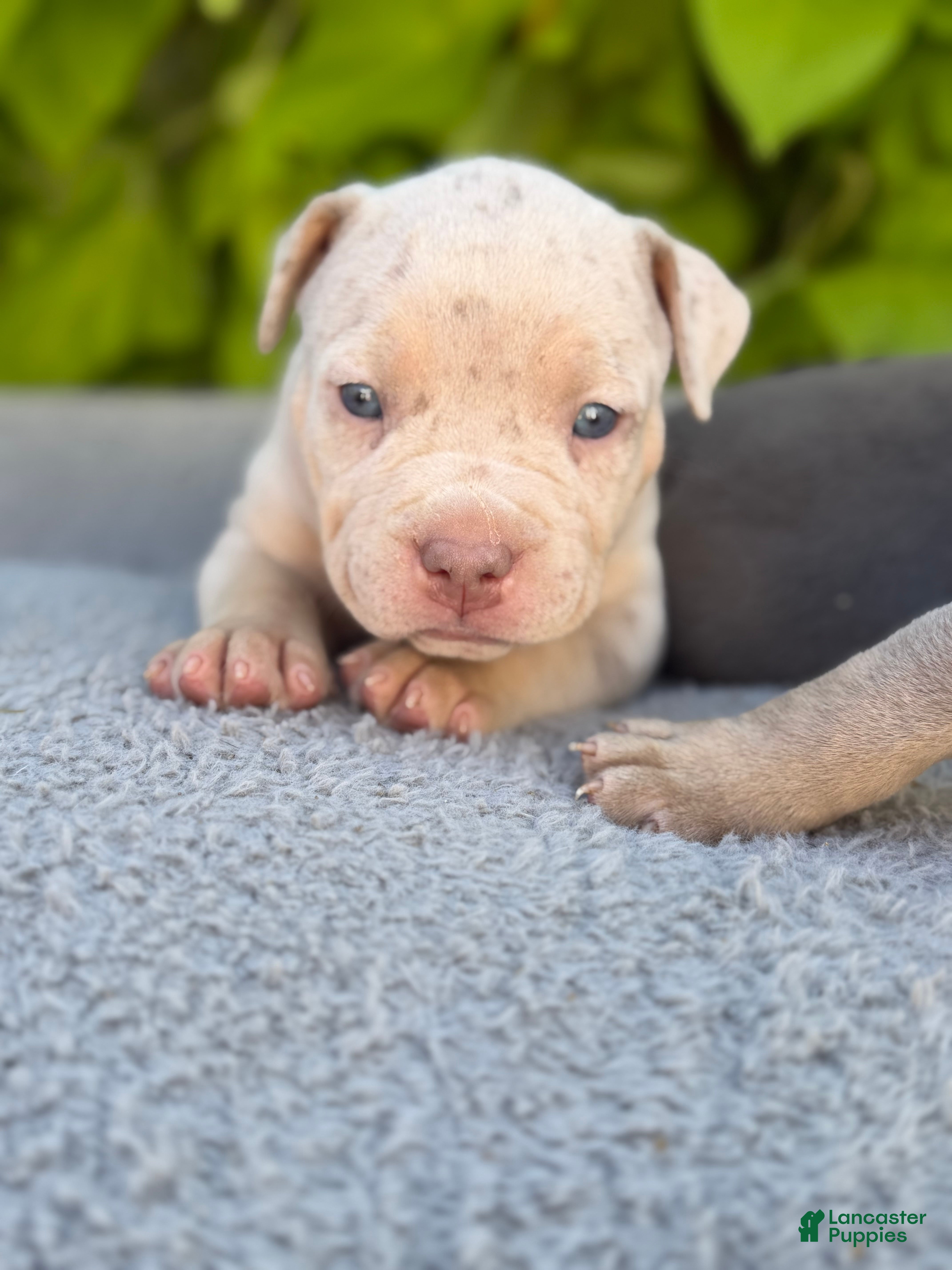 American Bully dogs Pearl - Ad 1