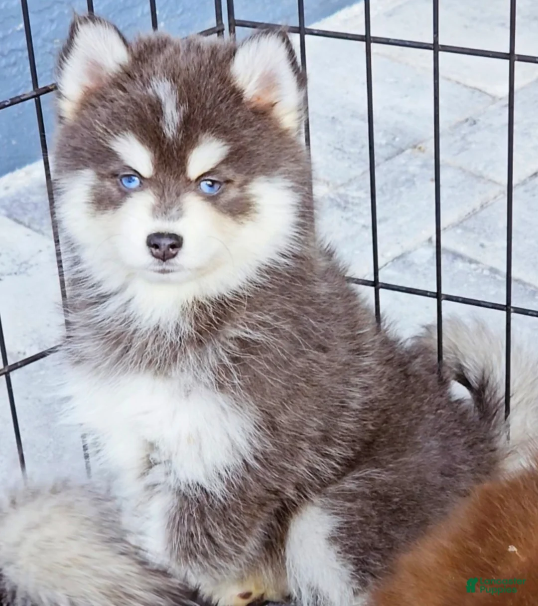Pomsky dogs for sale: Blue Cloud - Ad 6