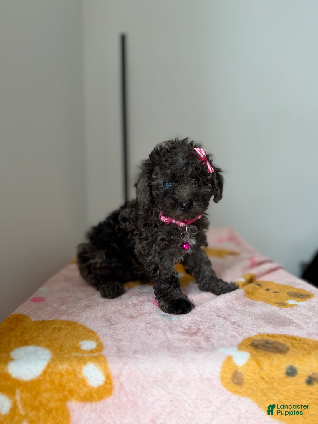 Toy Poodle dogs for sale: Blue eye - Ad 3