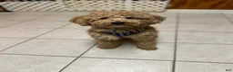 Mini Goldendoodle dogs for sale: Petite Mini Goldendoodle Cooper - Ad 8