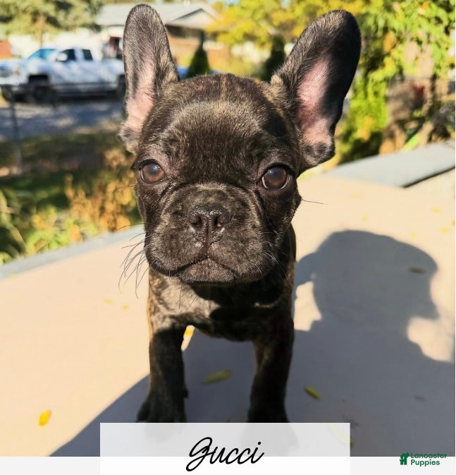 French Bulldog dogs for sale: Gucci - Ad 36