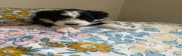 Mixed Breed dogs for sale: Aldo - Ad 3
