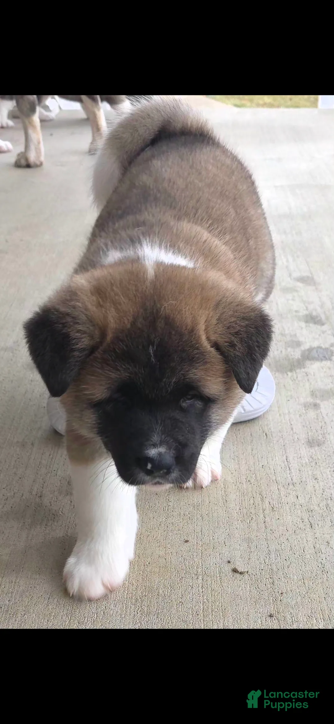 Akita dogs for sale: AKC Finn - Ad 2