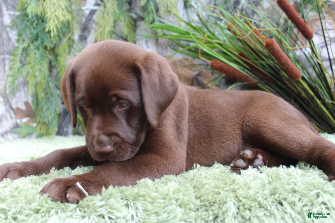 Labrador Retriever dogs for sale: Rattler - Ad 2