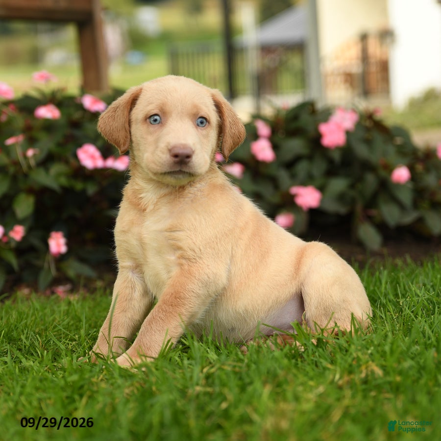 Labrador Retriever dogs Skye - Ad 1