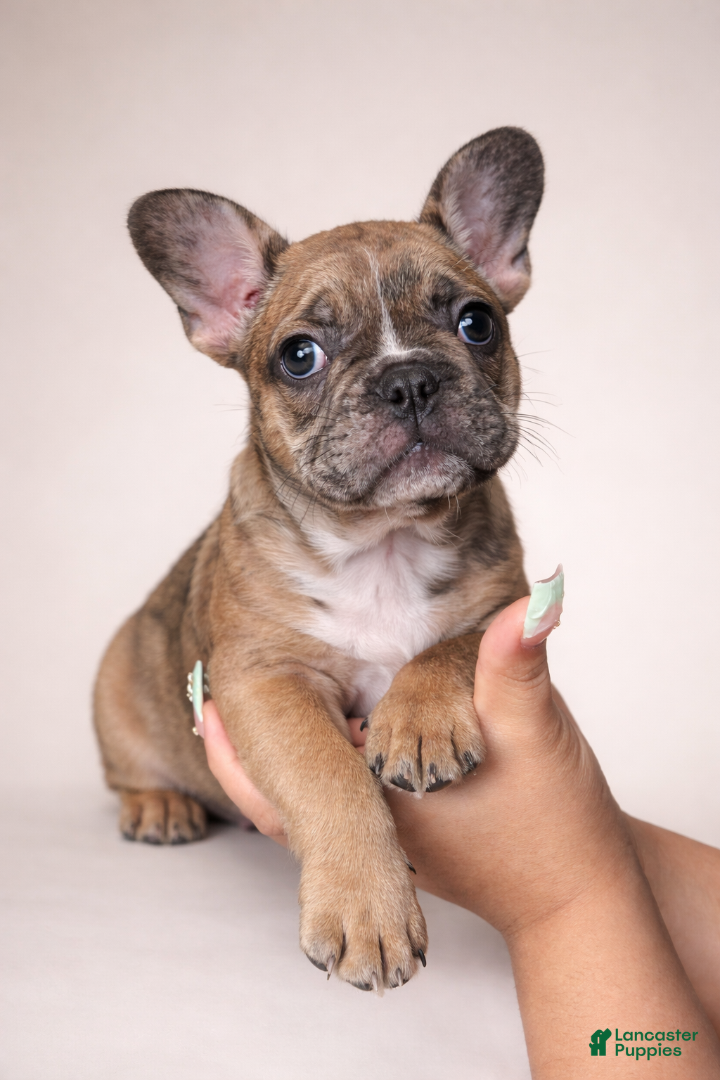 French Bulldog dogs Junior - Ad 33