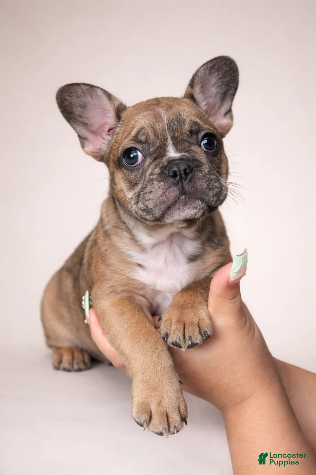 French Bulldog dogs for sale: Junior - Ad 1