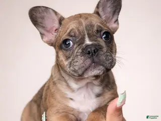 French Bulldog dogs Junior - Ad 33