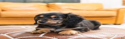 Miniature Dachshund dogs for sale: Oskar - Ad 3