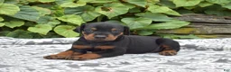 Doberman Pinscher dogs for sale: Summit - Ad 5