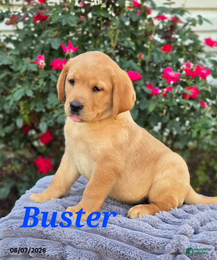Labrador Retriever dogs Buster - Ad 1