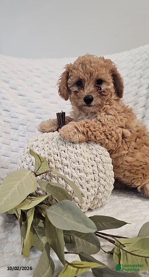 Mini Goldendoodle dogs Cuddles - Ad 2