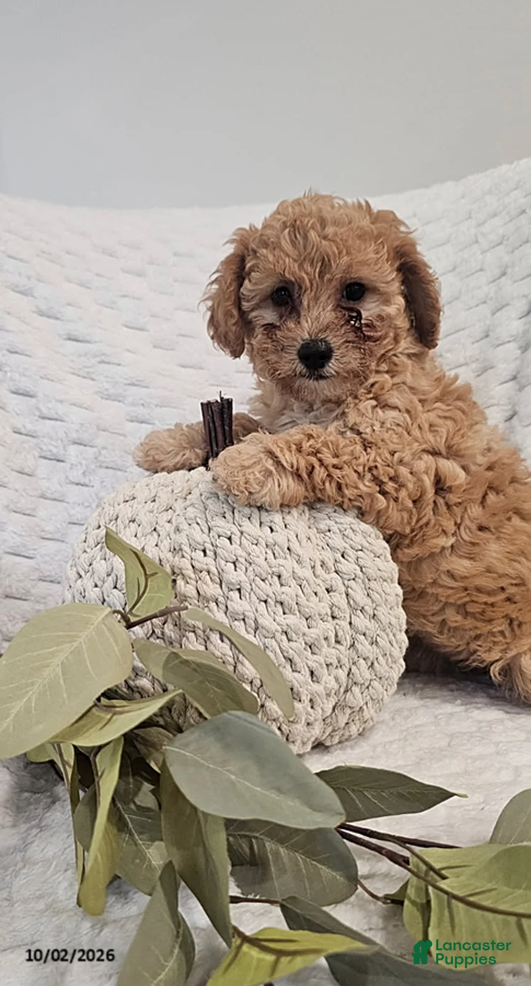 Mini Goldendoodle dogs for sale: Cuddles - Ad 2