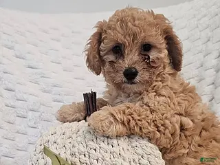 Mini Goldendoodle dogs Cuddles - Ad 2