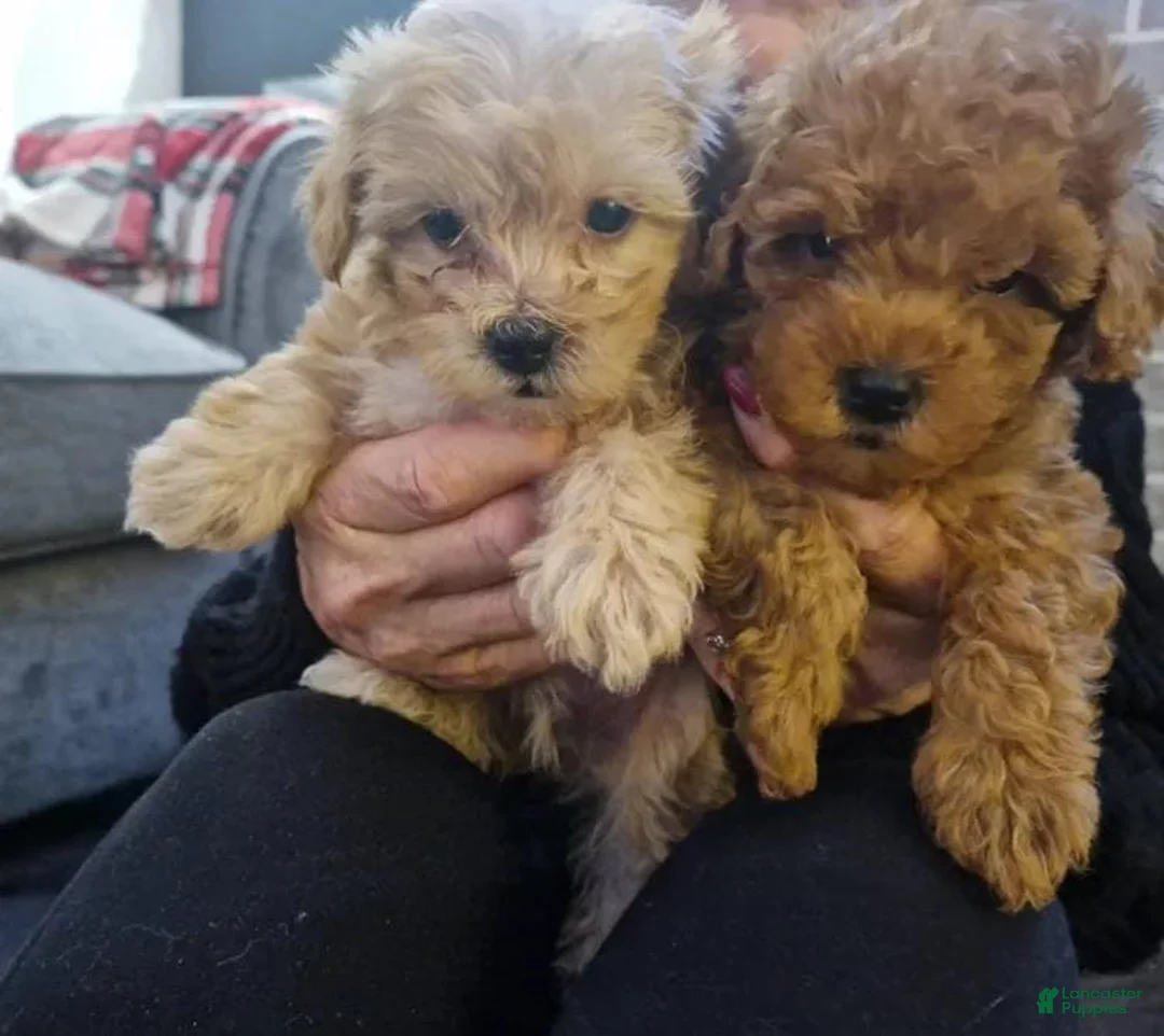 Maltipoo dogs for sale: Stacy - Ad 8