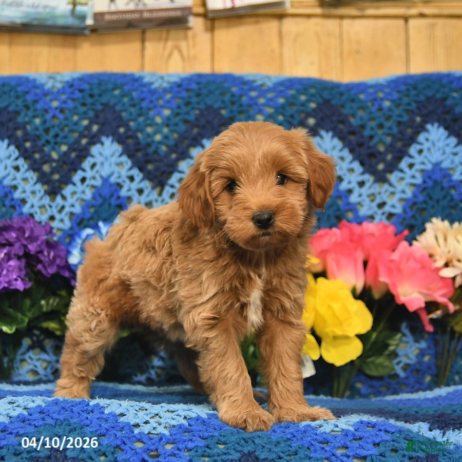 Mini Goldendoodle dogs Sparkey    - Ad 1