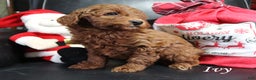 Mini Goldendoodle dogs for sale: Ivy - Ad 2