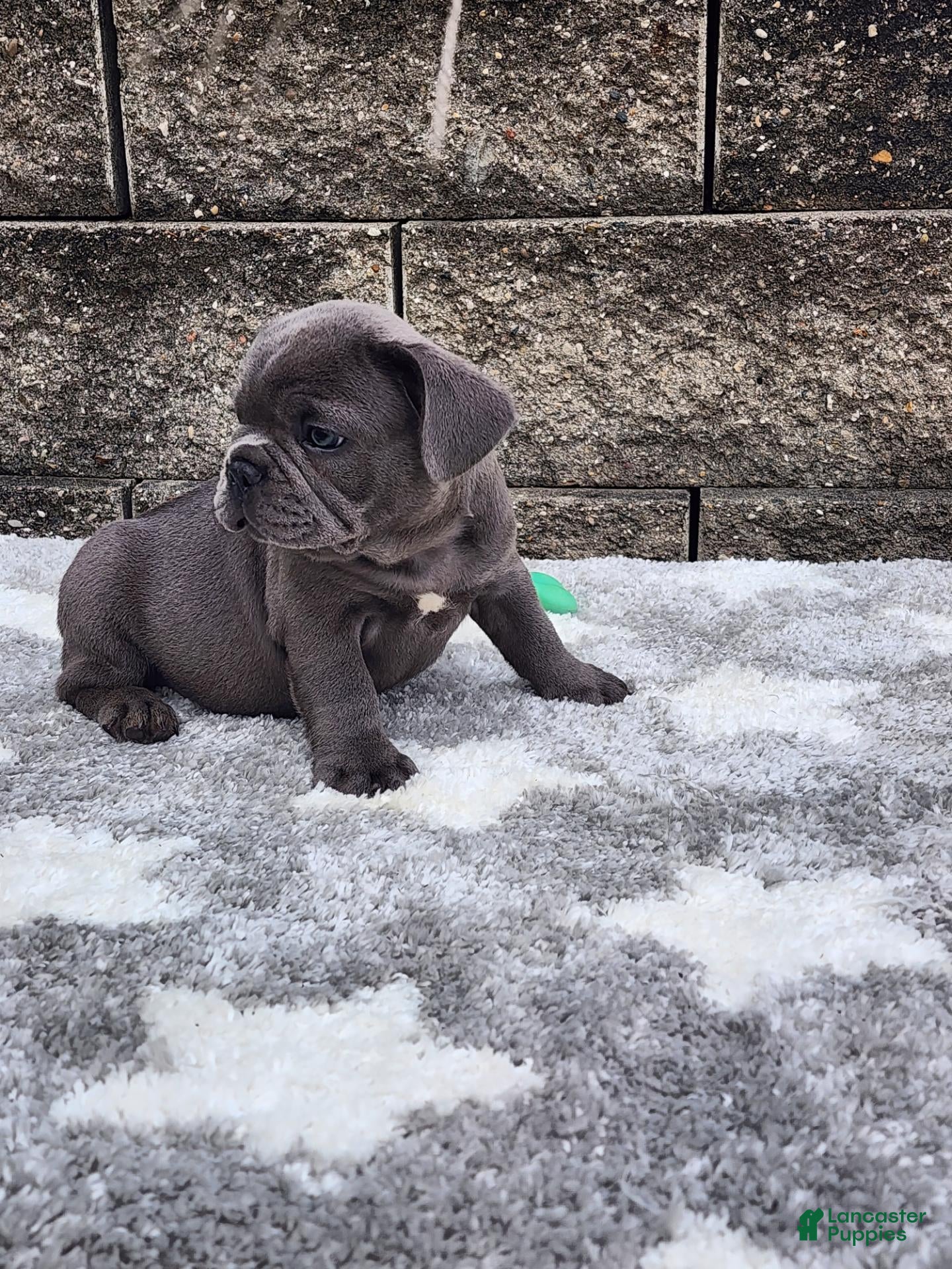 French Bulldog dogs Prince  - Ad 36
