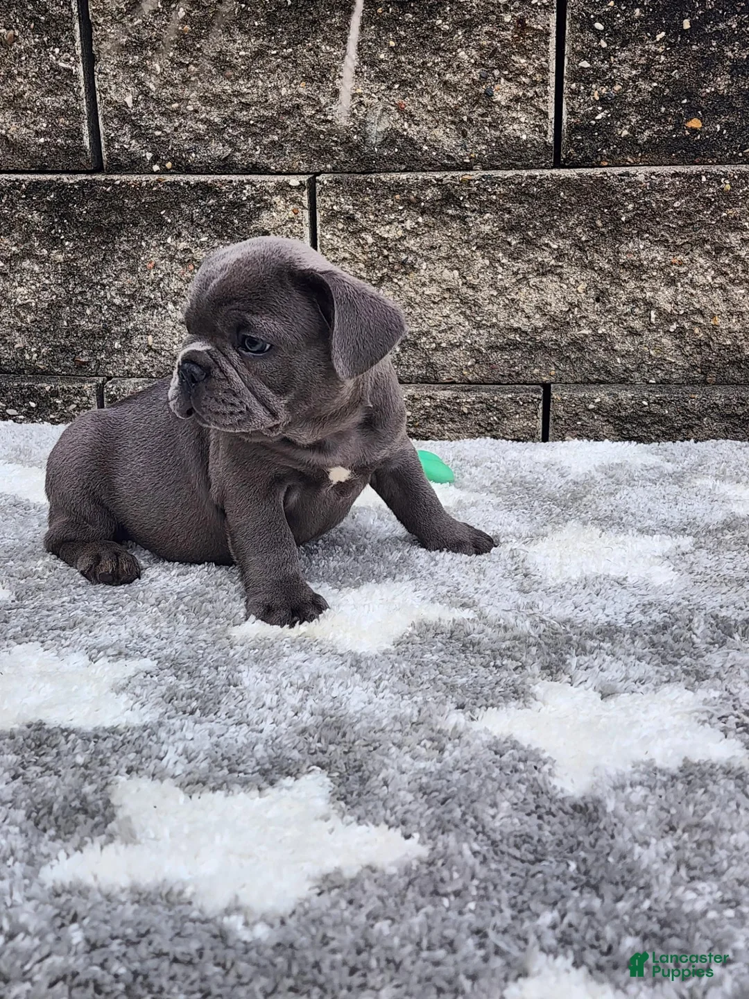 French Bulldog dogs for sale: Prince  - Ad 1