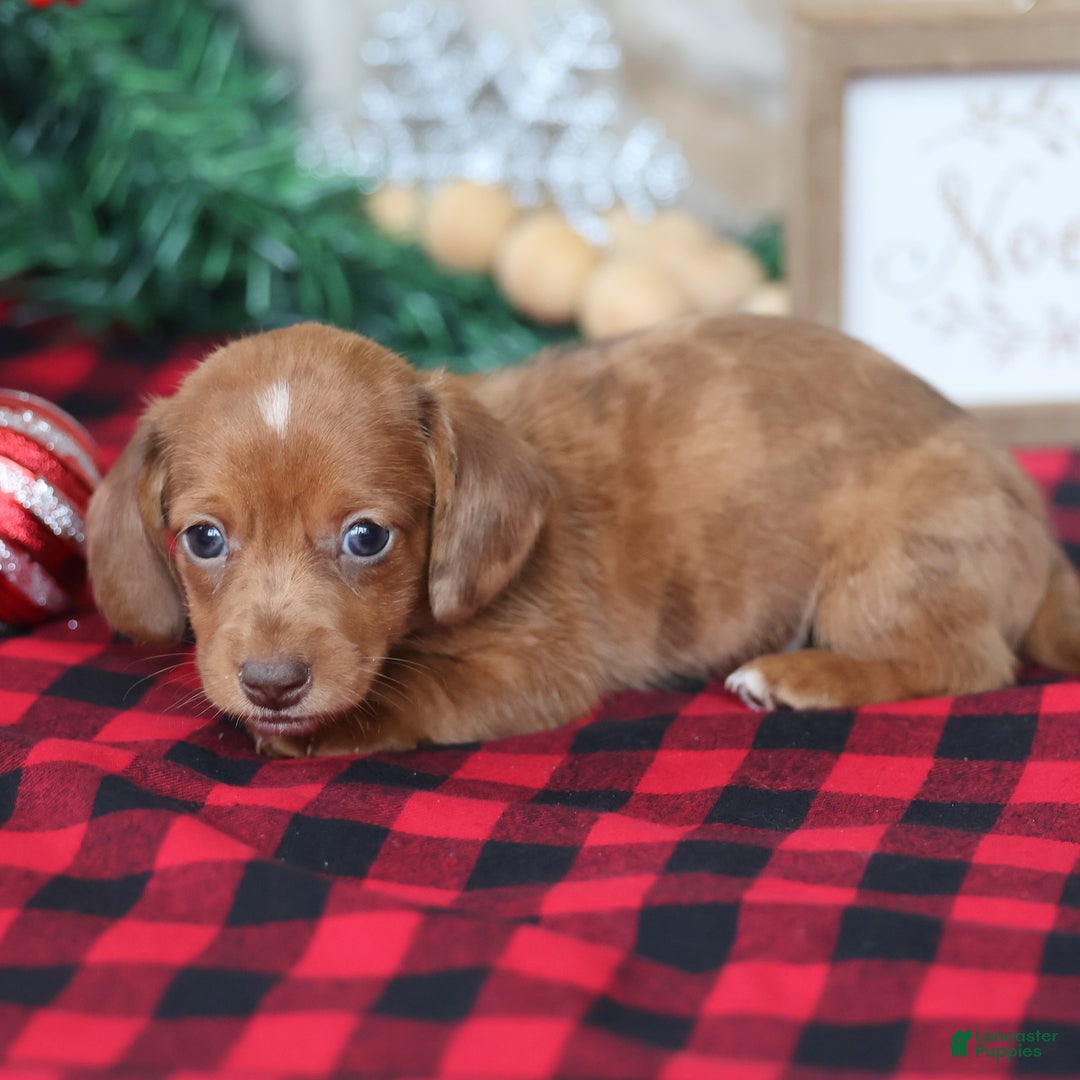 Miniature Dachshund dogs for sale: Star  - Ad 3