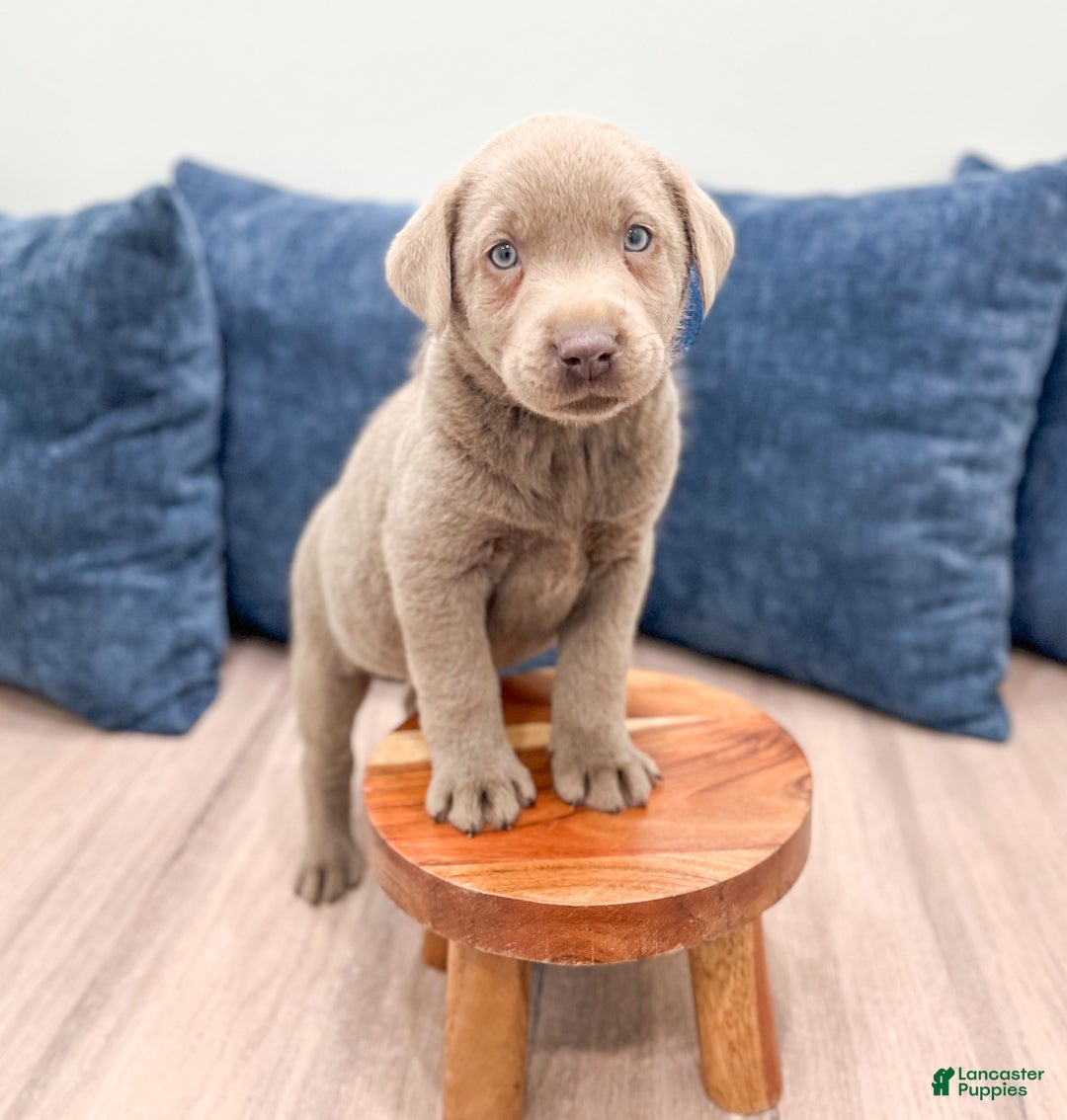 Labrador Retriever dogs for sale: Asher - Ad 2
