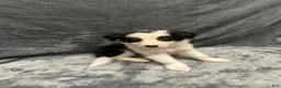 Border Collie dogs for sale: Maverick - Ad 5
