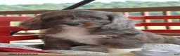 Cockapoo dogs for sale: Patches - Ad 1