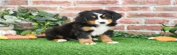 Bernese Mountain Dog dogs for sale: Stockings  - Ad 7