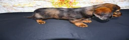 Miniature Dachshund dogs for sale: Butters - Ad 18