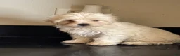 Mixed Breed dogs for sale: Delilah  - Ad 3