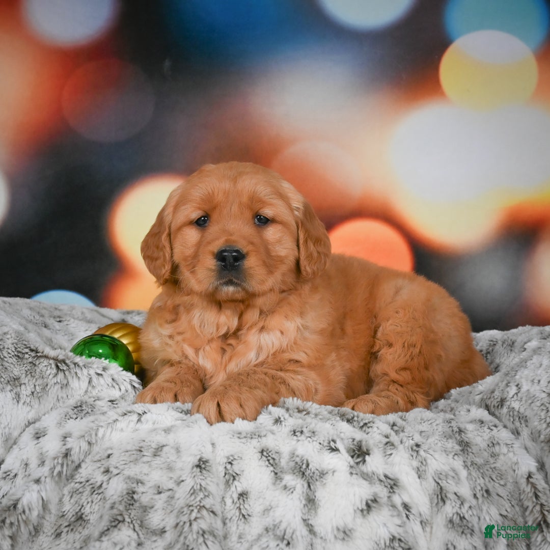 Golden Retriever dogs for sale: Chloe - Ad 6